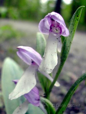 Showy Orchis.jpg